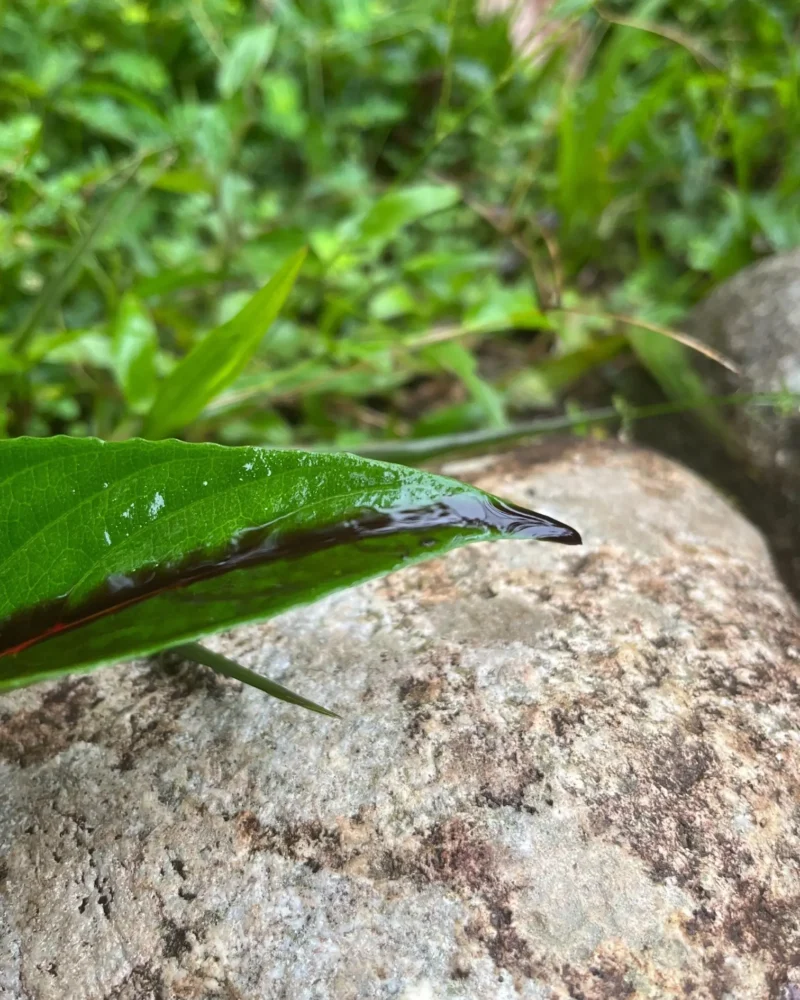 Sangre de drago Dračí krev na listu