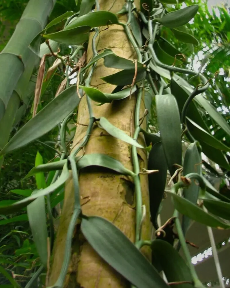 Vanilka lusk 3ks - Image 3